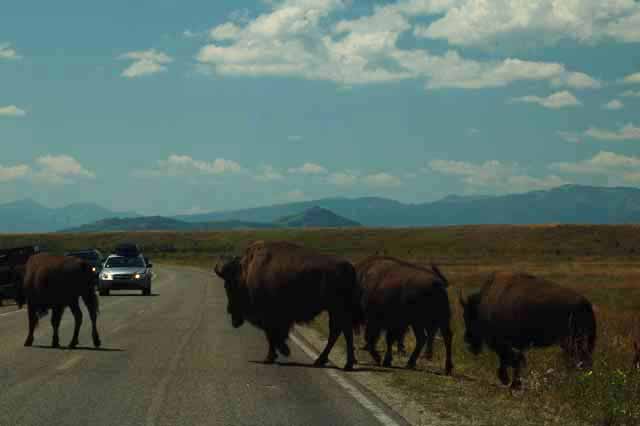 bison on the road